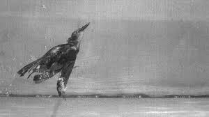 Dee boersma of the university of in the ocean, penguins' black backs camouflage the birds from both predator and prey swimming above, so boersma suspects isabellinism would affect. Watch This Nonswimming Bird Swim Like A Champ Giving Clues To Evolution Of Penguins Science Aaas