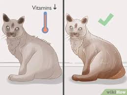 Oct 18, 2019 · a swollen stomach is one of the most obvious symptoms of ascites in cats, but any dramatic shift in appetite, weight, body temperature, excremental function or physical sensitivity during a belly. How To Identify Worms In A Cat 14 Steps With Pictures Wikihow