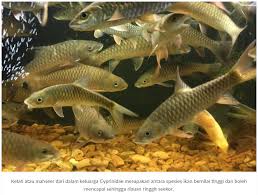 Khusus tentang hari dan pasaran terdapat di dalam mitologi sebagai berikut : Harga Ikan Rm1 400 Seekor