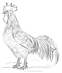 Ausmalbild Brauner Leghorn Hahn Ausmalbilder Kostenlos Zum Ausdrucken Jeffersonclan