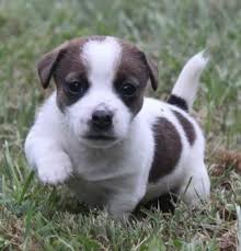 Check the shape of the puppy's skull, which should be flat. Jack Russel Puppy Named Bubbles Such A Cute Name D Crazy Dog Lady Jack Russell Puppy Name