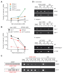 The mrna is an rna version of the gene that leaves the cell nucleus and. An Oligonucleotide Based Tandem Rna Isolation Procedure To Recover Eukaryotic Mrna Protein Complexes Protocol Translated To Arabic