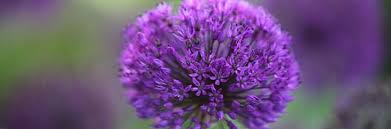 Lowest prices & free shipping on the finest & freshest allium bulbs. Gardening Features From Crocus Co Uk Alliums