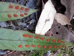 Image result for Pleopeltis macrocarpa