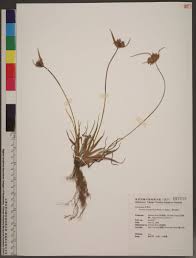 Image result for Pycreus pumilus