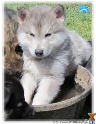 Pin Van Patty Fryman Op Wolves Honden Dieren Wol