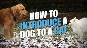 Maybe you would like to learn more about one of these? How To Introduce A Dog To A Cat Youtube