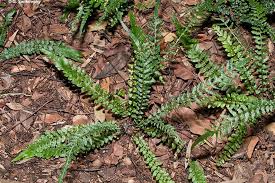 Image result for Alafia caudata