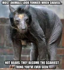 A Shaved Bear Hairless Animals Funny Animal Pictures Animal Pictures