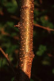 The tree has deeply furrowed bark. Ohio Weedguide