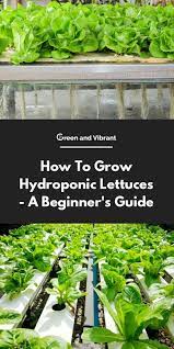 How To Grow Hydroponic Lettuces A Beginner S Guide Hydroponic Lettuce Hydroponic Growing Hydroponic Farming