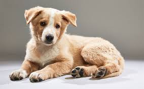 Download Wallpapers Cute Brown Puppy 4k Small Dog Pets Dogs Puppies Besthqwallpapers Com Pet Dogs Puppies Brown Puppies Pets