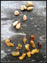 Image result for Myrianthus arboreus