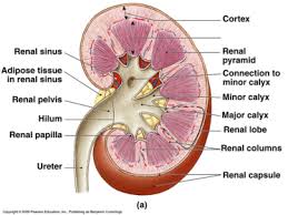 Yet in the renal lobe (which is the renal pyramid and renal column) is where urine production occurs. Kidney Structure Flashcards