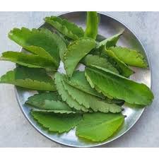 Image result for Kalanchoe pinnata