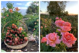 This paris wedding venue is dripping in flowers and glamour.{:fr}nous avons eu la chance d'organiser un mariage au palais garnier, ce monument historique de paris nous a permis de. The Farmer The Florist Interview Grace Rose Farm Floret Flowers