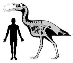 We did not find results for: Absurd Creature Of The Week The Murderous 10 Foot Tall Bird With A Beak Like A Pickax Wired