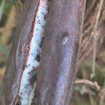 Image result for Vanilla polylepis