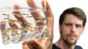 Japanese Koi Company Ltd. Henlow..