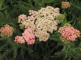 Peach Yarrow Achillea Garden Landscape Design Language Of Flowers