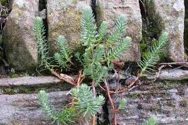 Image result for Sedum ruwenzoriense