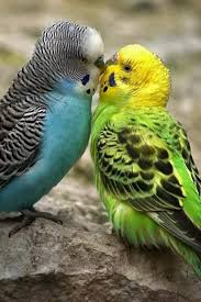 Google Pet Birds Budgies Bird Budgies