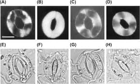 Using suspension culture of l. Plant Cell Culture An Overview Sciencedirect Topics