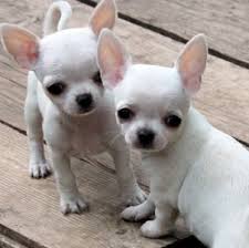 Snow White Chihuahua Puppies Chihuahua Puppies Cute Chihuahua Cute Baby Animals