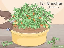 The plant is commonly grown in goldfish plant benefits from spending time outdoors during the warm spring and summer months. How To Care For A Goldfish Plant Wikihow