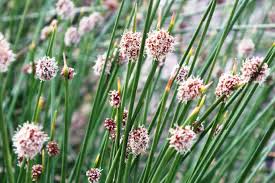 Image result for Ficinia