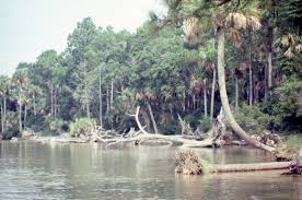 In 1633, franciscan friars named the island while visiting apalachee tribes in the area. Florida Memory Scenic Beauty Of The Landscape Saint Vincent Island Florida