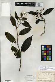 Image result for Cissus cucumerifolia