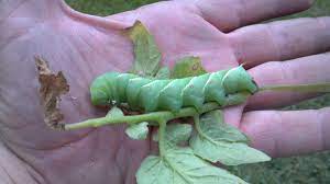 In extreme cases, you may lose all of the leaves on a plant in one night if there are enough worms feeding tomato hornworms have chevron stripes and a black horn on the back of the body. Connecticut Garden Journal Attack Of The Tomato Hornworms Connecticut Public Radio