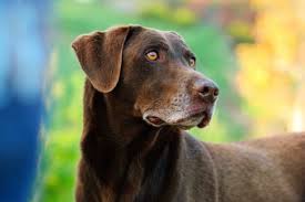 This is usually a severe lameness, where the dog cries in distress if you try to touch the sore place. Cancer In Dogs Signs Symptoms Mooresville Vet Lake Norman Animal Hospital