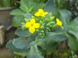 Image result for Kalanchoe laciniata