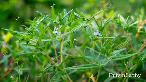 Image result for Trichodesma