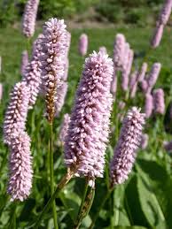 Image result for Persicaria