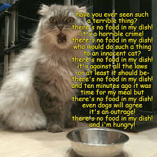 There S No Food I My Dish Funny Cat Memes Funny Cats Silly Cats