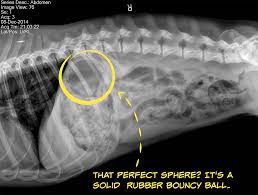 If so, then it's time to call the vet to get some advice. It Happened To Me My Dog Swallowed A Toy Rover Blog