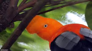 The amazon rainforest is the largest rainforest in the world. Visiting The Amazon Rainforest
