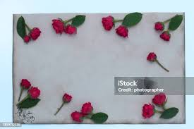 Empty Sheet Book And Red Rose Stock Photo