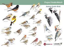 Backyard Ideas On A Budget Birdsleuth Resources Cornell