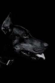 Dark Doberman In 2021 Doberman Aesthetic Black Doberman Doberman Dogs