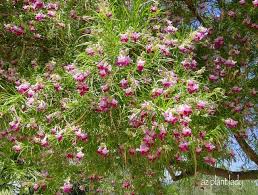 Maybe you would like to learn more about one of these? Desert Willow A Lesser Known Tree For The Garden