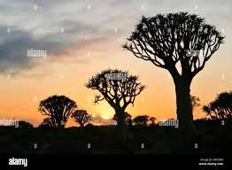 Image result for Cyphostemma hermannioides