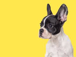 Boston Terrier - All About Dogs | Orvis