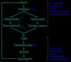 Spora haploid (n) jatuh di lingkungan yang cocok akan berkecambah menjadi protalium (gametofit) (n). Rangkuman Biologi Tentang Tumbuhan Paku Pteridophyta