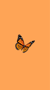 Oct 06, 2020 · tons of awesome cute aesthetic butterflies wallpapers to download for free. Aesthetic Orange Butterfly Wallpapers Top Free Aesthetic Orange Butterfly Backgrounds Wallpaperaccess