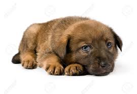 Small brown and white dog. Small Brown Puppy On A White Background Stock Photo Picture And Royalty Free Image Image 15427755