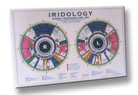 Russian Iridology Chart